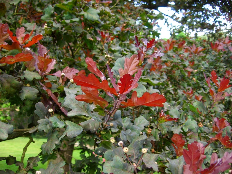 Дуб черешчатый (Quercus robur) 'Atropurpurea'
